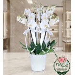 Premium 4 Dal İnci Detaylı Beyaz Orkide (Phalaenopsis) Premium 4 Dal İnci Detaylı Beyaz Orkide (Phalaenopsis)